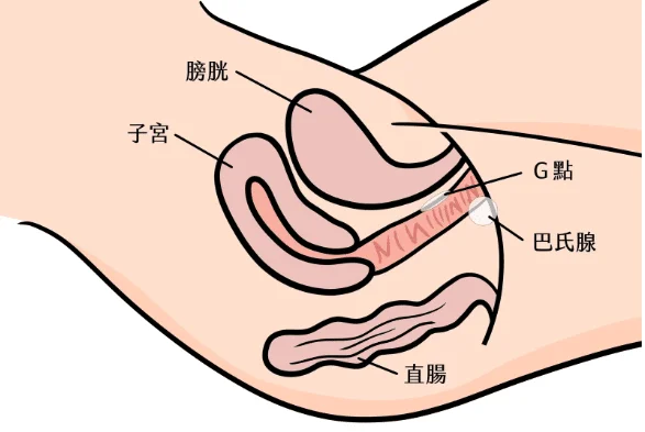 女生的G點在哪裡?如何讓女伴G點高潮 4 G點位置